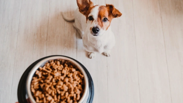 dog looking up at owner holding bowl of food