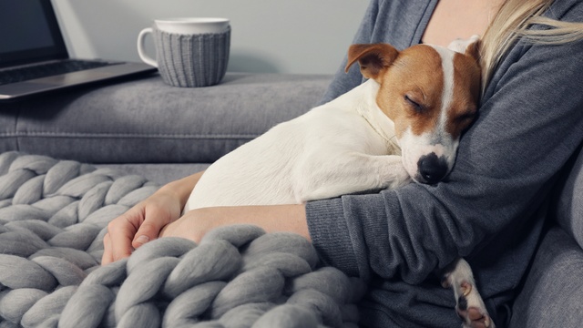Renters with ‘well behaved pets’ may now find it easier to get an agreement