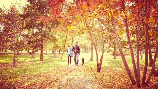 Couple walking a dog surrounded by autumnal trees