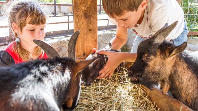 children petting goats