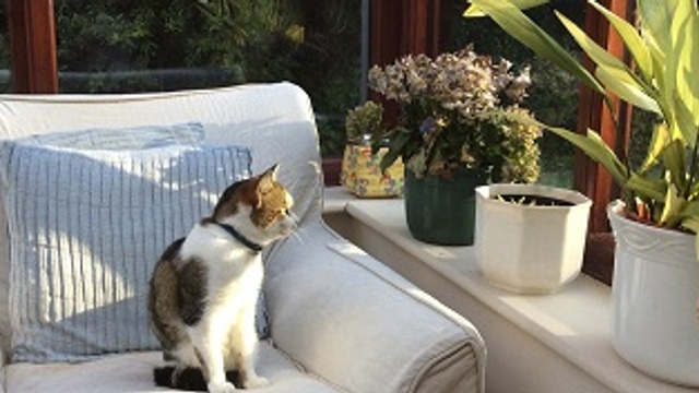 Garden or extension - which is worth most?