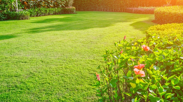 garden lawn