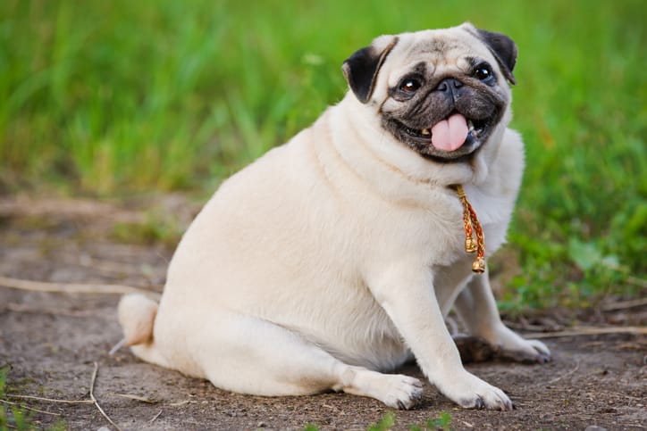 Dog Weight Management: Gaining and Losing Pounds Safely - Nom Nom