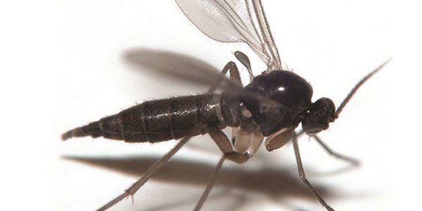 Fungus Gnats, Como manejar?
