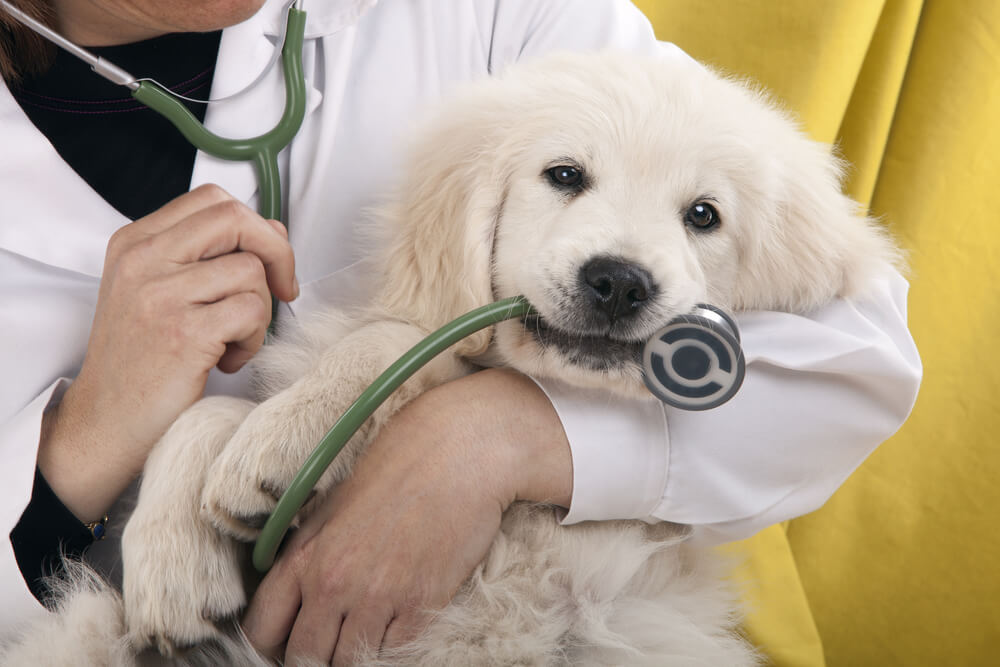 emergency title loans for pet care costs