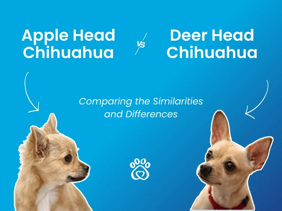 apple head versus deer head chihuahua comparison guide similarities and differences