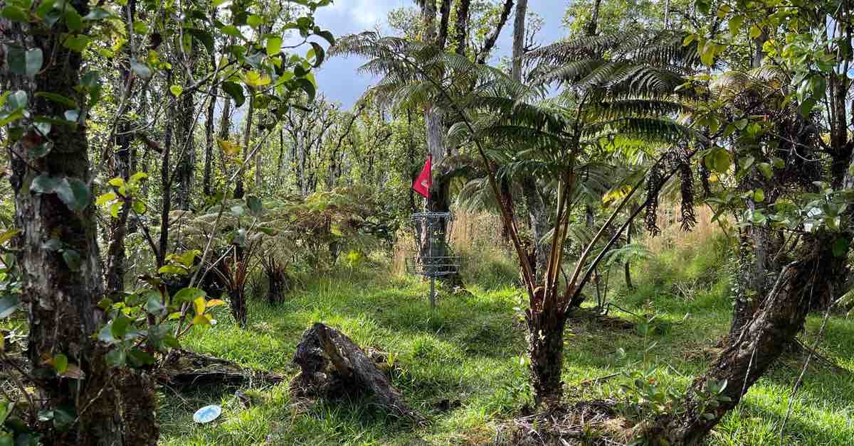 Disc golf basket in tropical woods