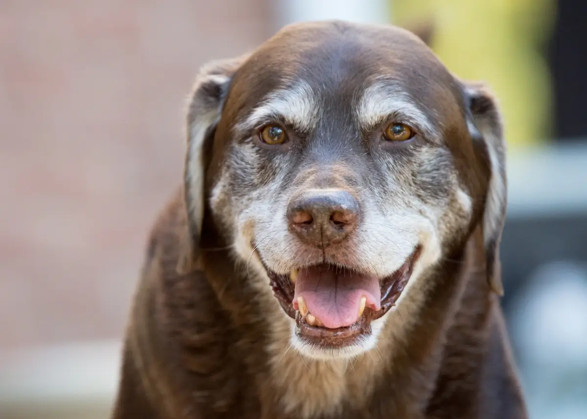 seniordog (1).webp