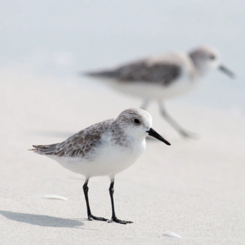 Alabama Birds Sanderling