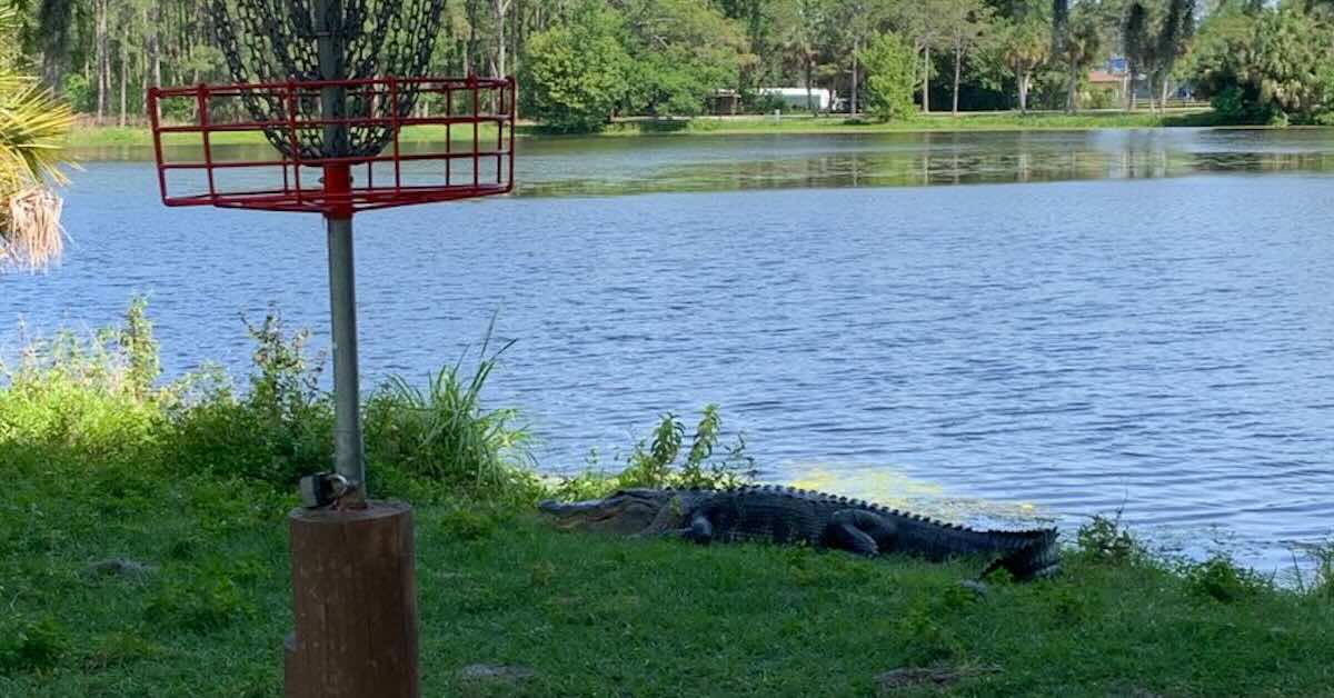 An alligator near a disc golf basket and water