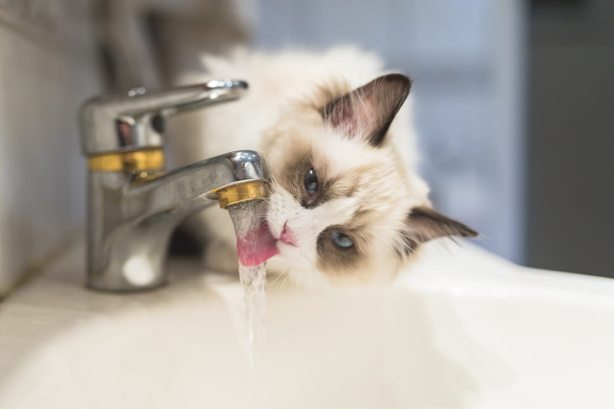 My cat is drinking water but hot sale not eating