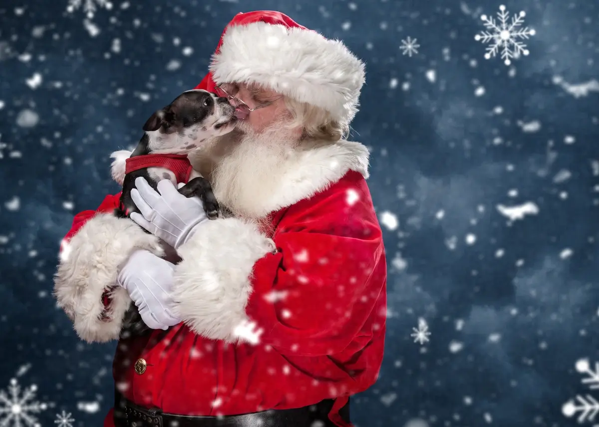santa.bostonterrier (1).webp