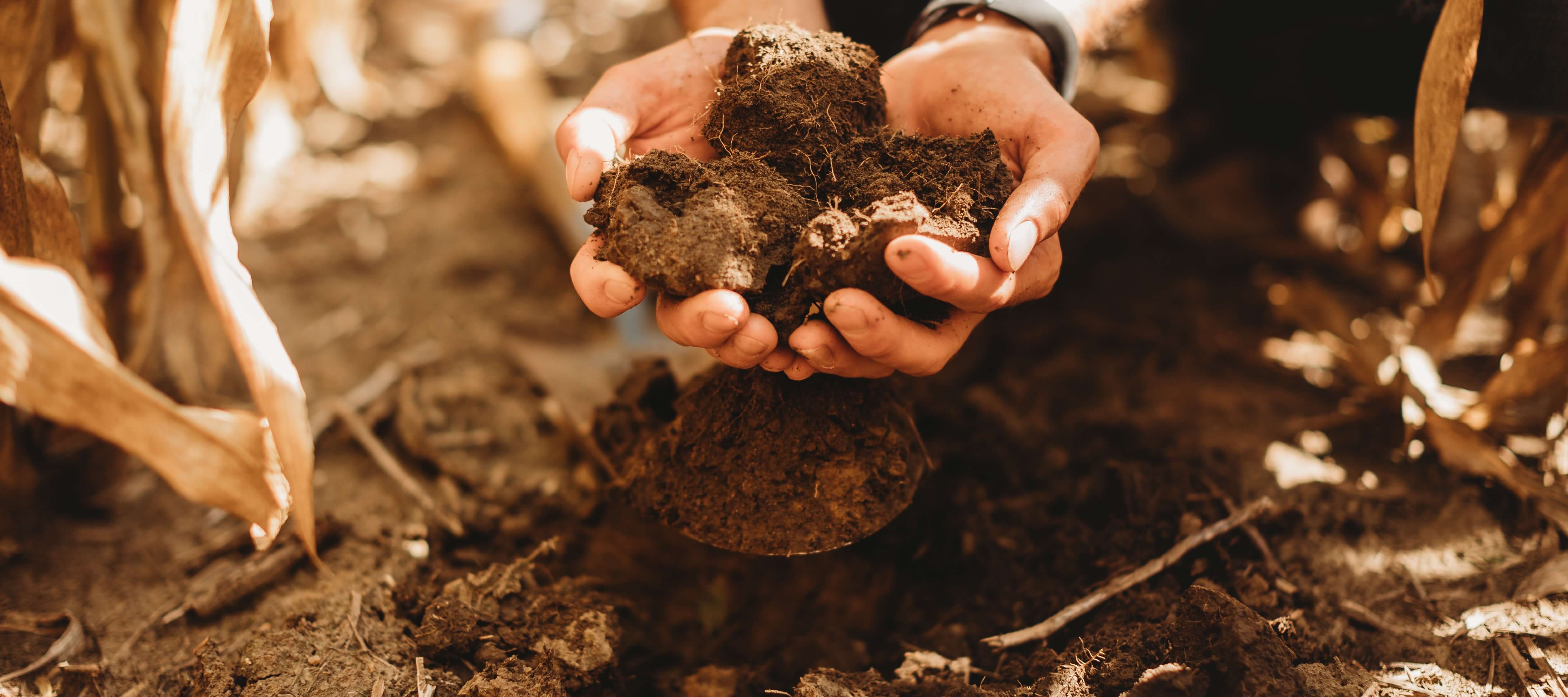 How Much Carbon Is Stored In Soil Organic Matter