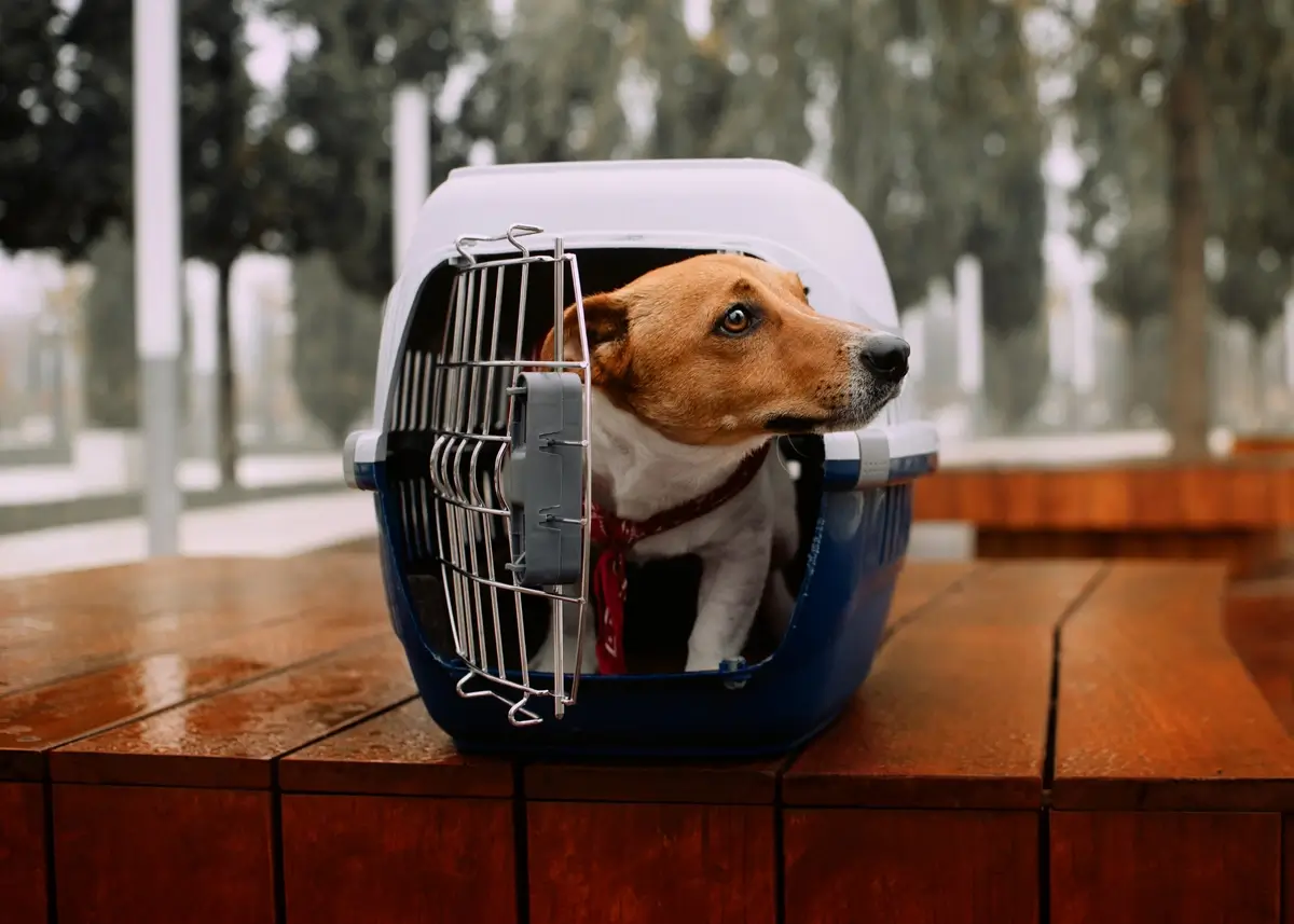 rightsizecrate (1).webp