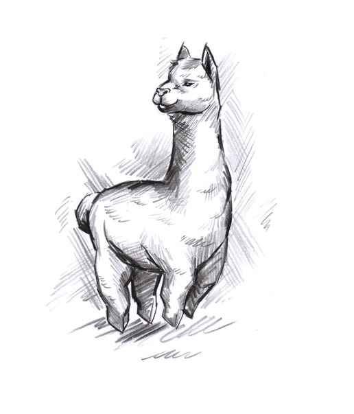 sketch style alpaca hand drawn
