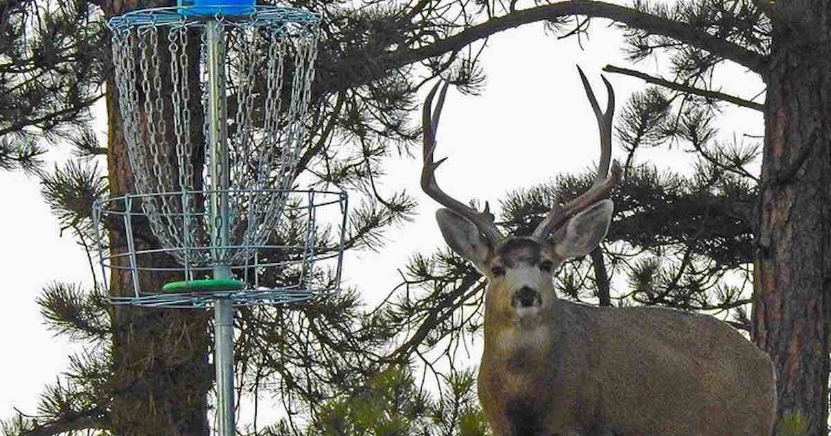 A disc golf basket with an antlered buck next to it