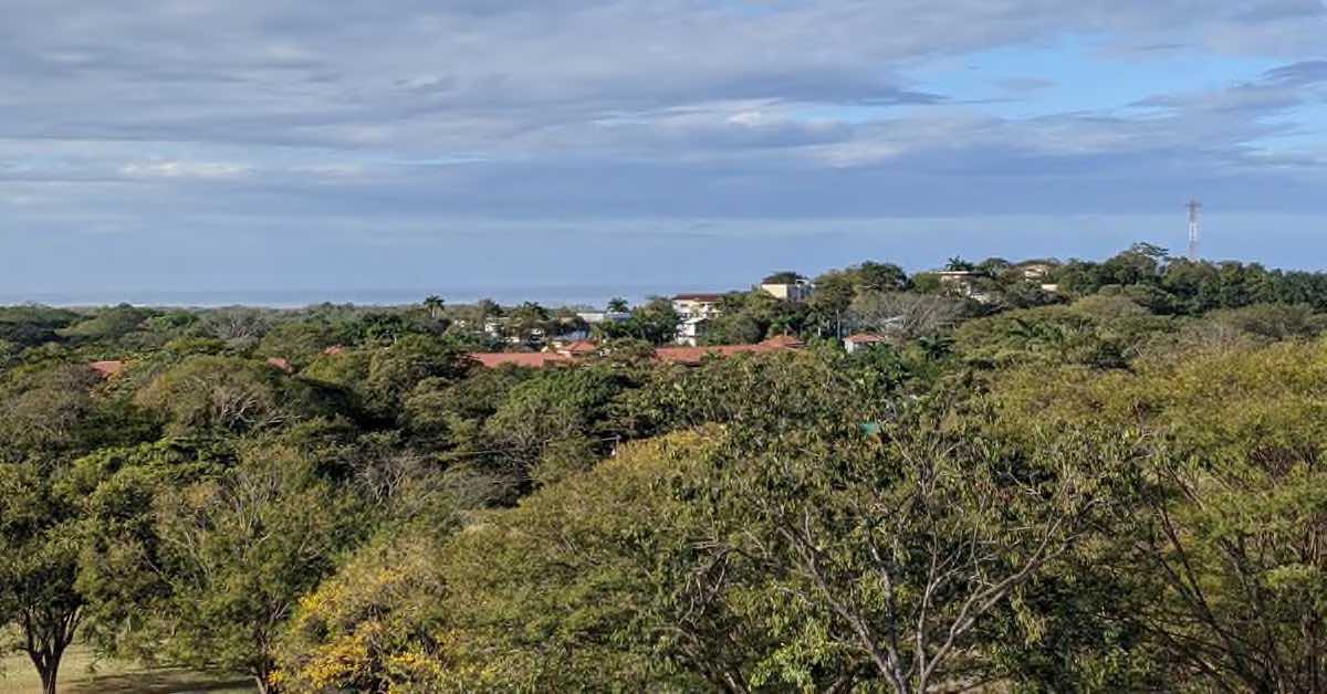a view over tree tops to the distant sea
