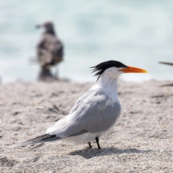 Alabama Birds Royal Tern