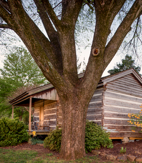 Outside view of a cabin with a large tree