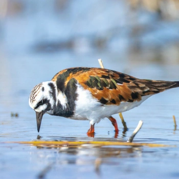 Alabama Birds Ruddy Turnstone