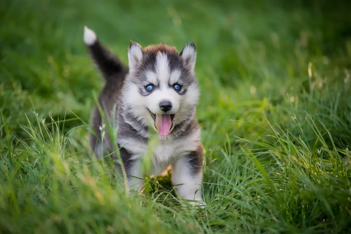 A Siberian Husky puppy happily runs through the grass.