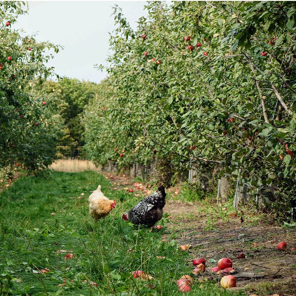 Chickens wander an apple orchard in fall.