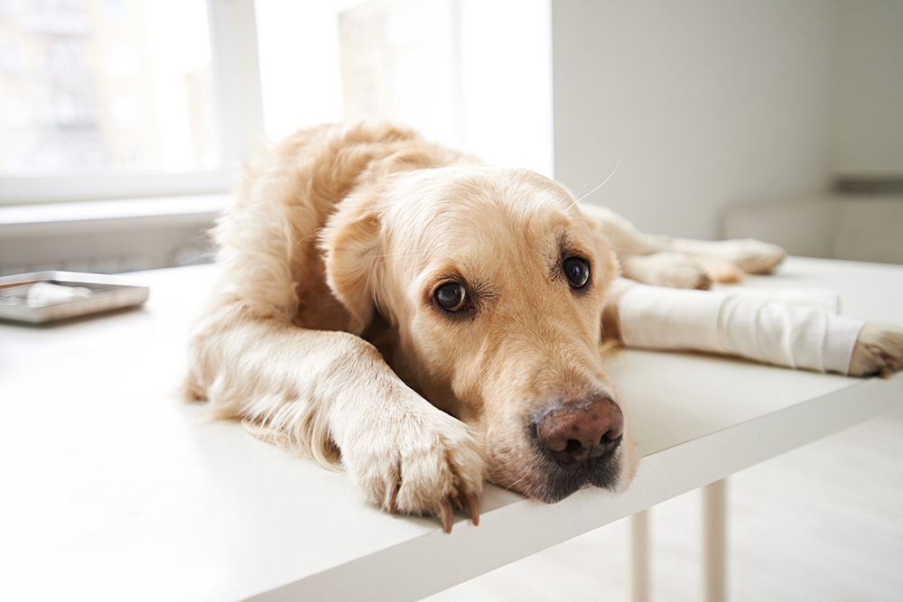 how do you tell if your dog has a sprain or fracture