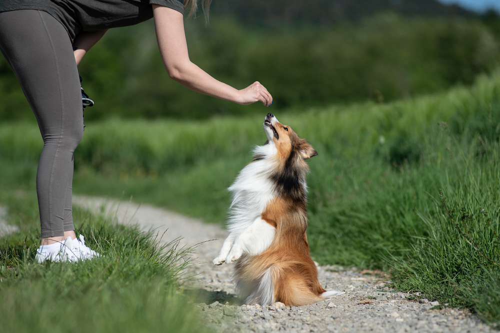 can i give my rough collie fish oil for humans