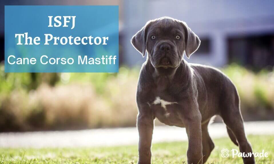 ISFJ Protector cane (1).jpg