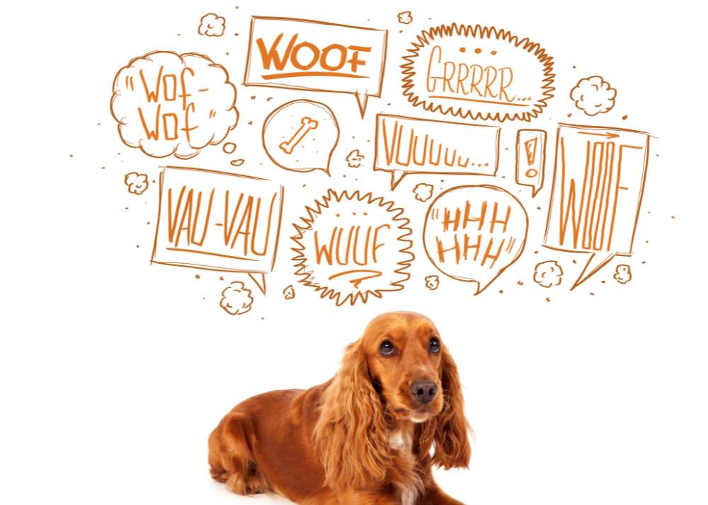 Words for "Woof" in different languages float above a red Cocker Spaniel.