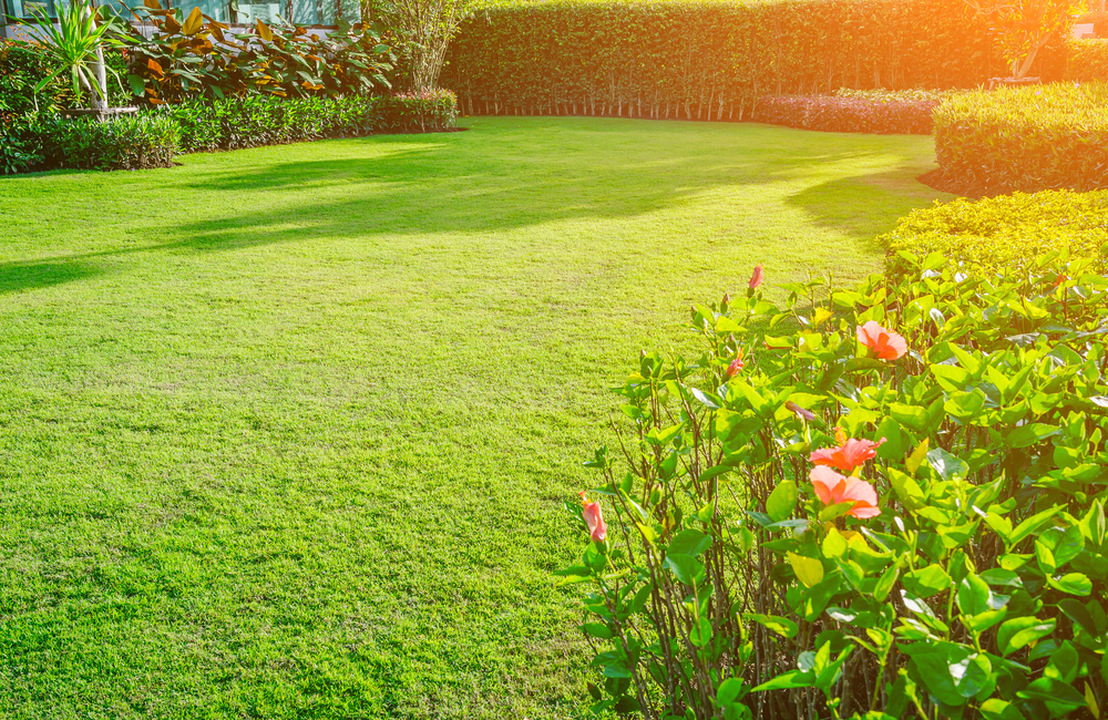 garden lawn