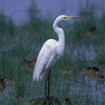 Alabama Birds Great Egret