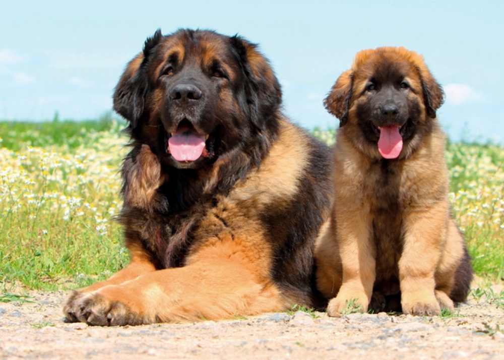 leonberger.jpg