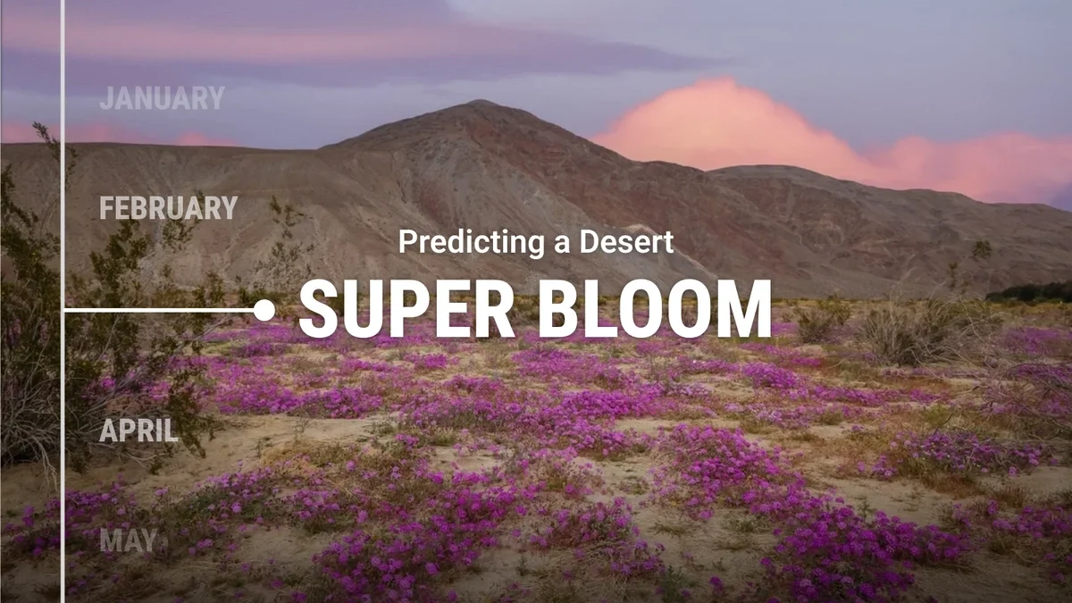 How To: Predicting a Desert Super Bloom Blog Photo