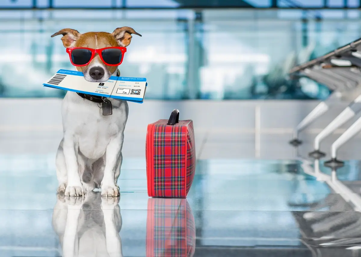 A dog wearing red sunglasses sits next to a suitcase in an airport holding an airline boarding pass ticket in its mouth