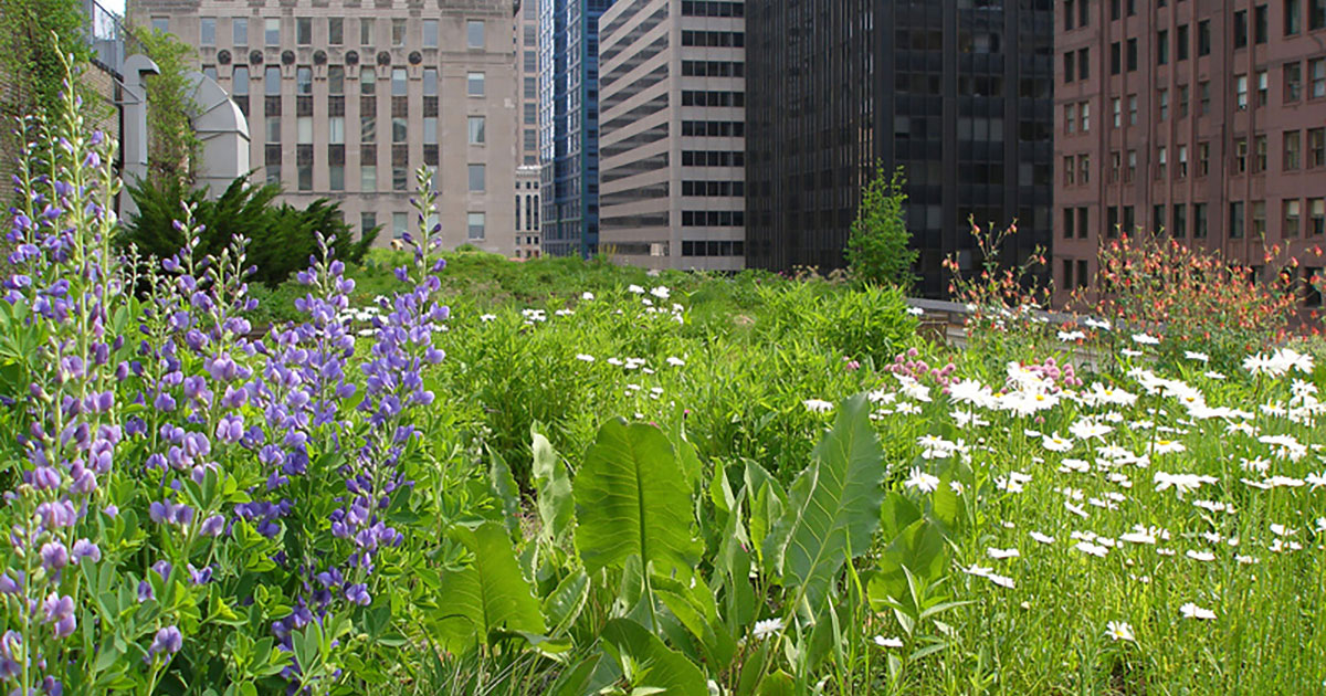 veg-biodiversity-chicago-city-hall-2.jpg