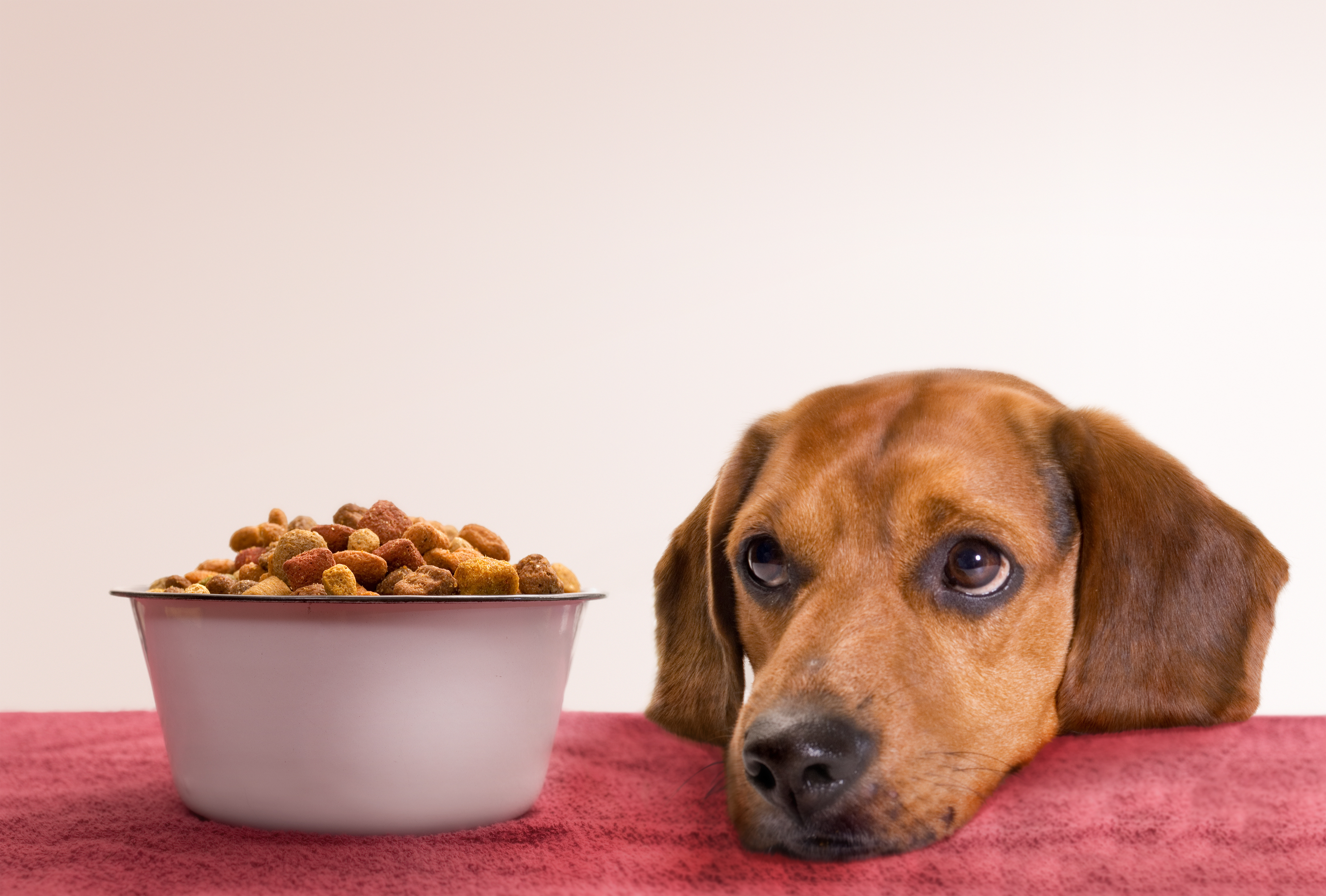 The Truth About Kibble