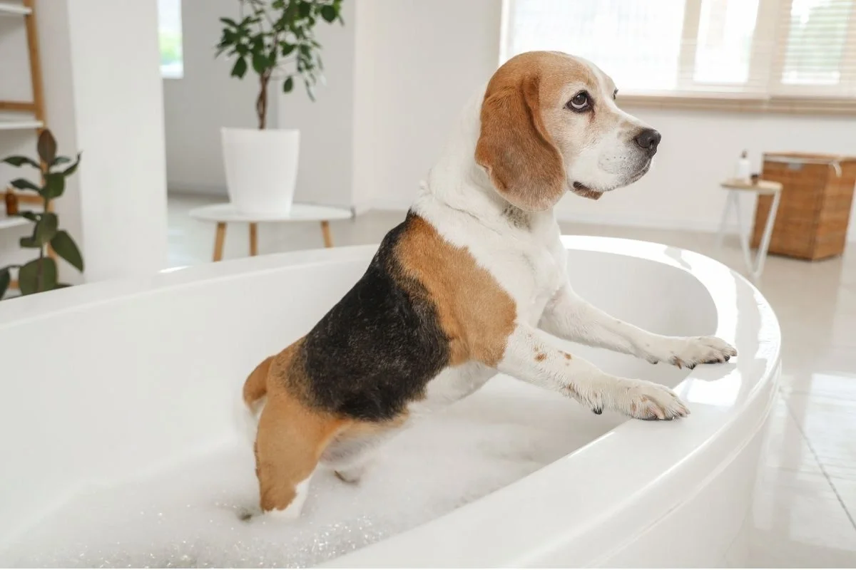 Tri-color beagle standing with front paws on the edge of a bubble-filled bathtub