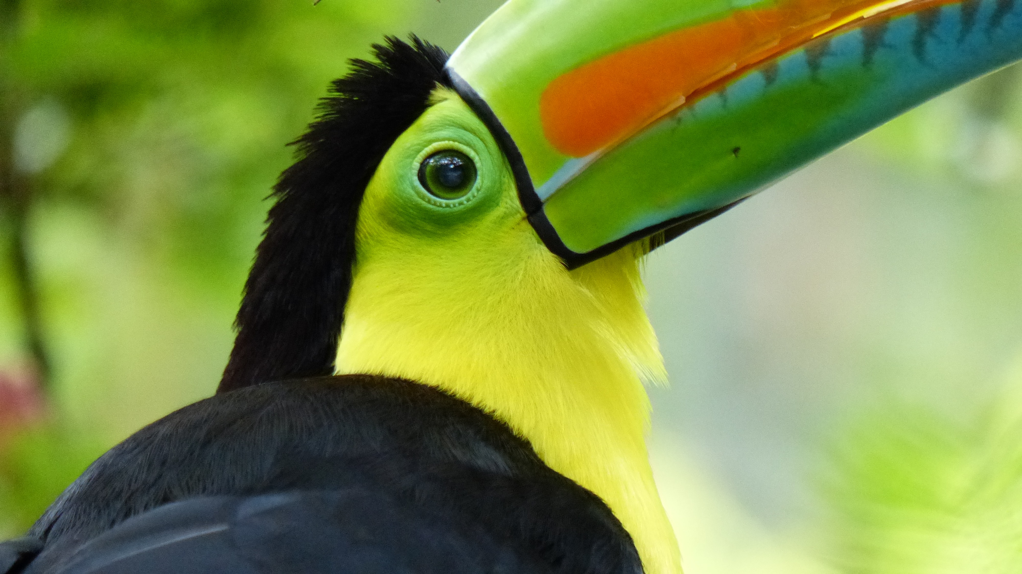 Quels sont les principaux animaux du Costa Rica ? | Blog Odysway - Odysway