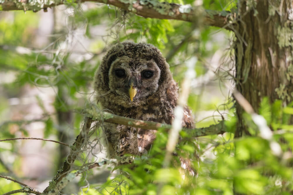 Lake Charles LA nature trail : owl