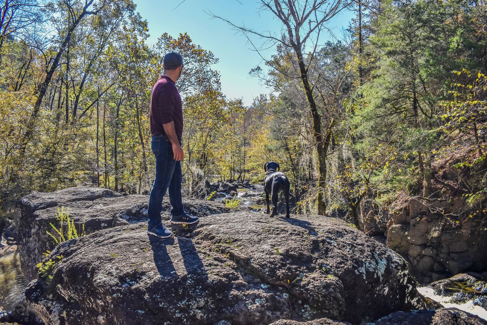 Man with a dog looking out over a forest on a rock
