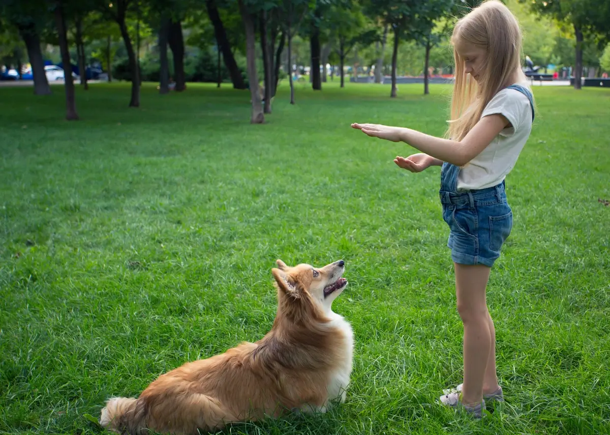 5 Tips for Puppy Obedience Training - Pawrade.com