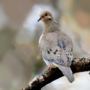 Alabama Birds Mourning Dove