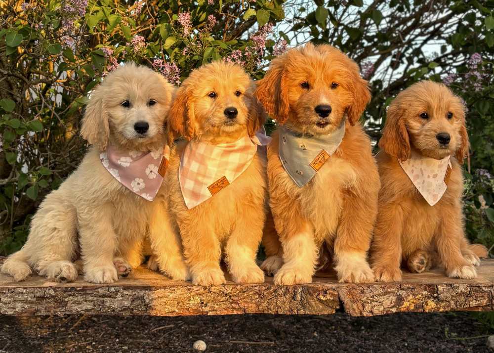 A litter of 4 goldendoodles sit in the afternoon sunshine