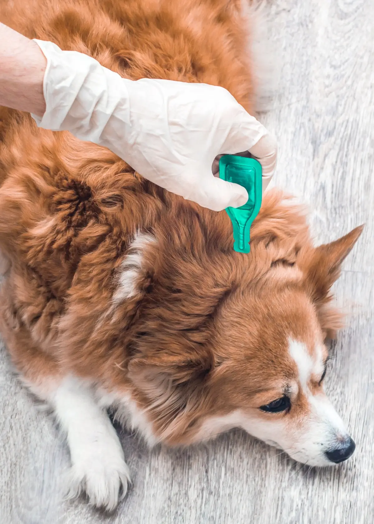 A Guide to Puppy Flea Prevention & Treatment - Pawrade.com