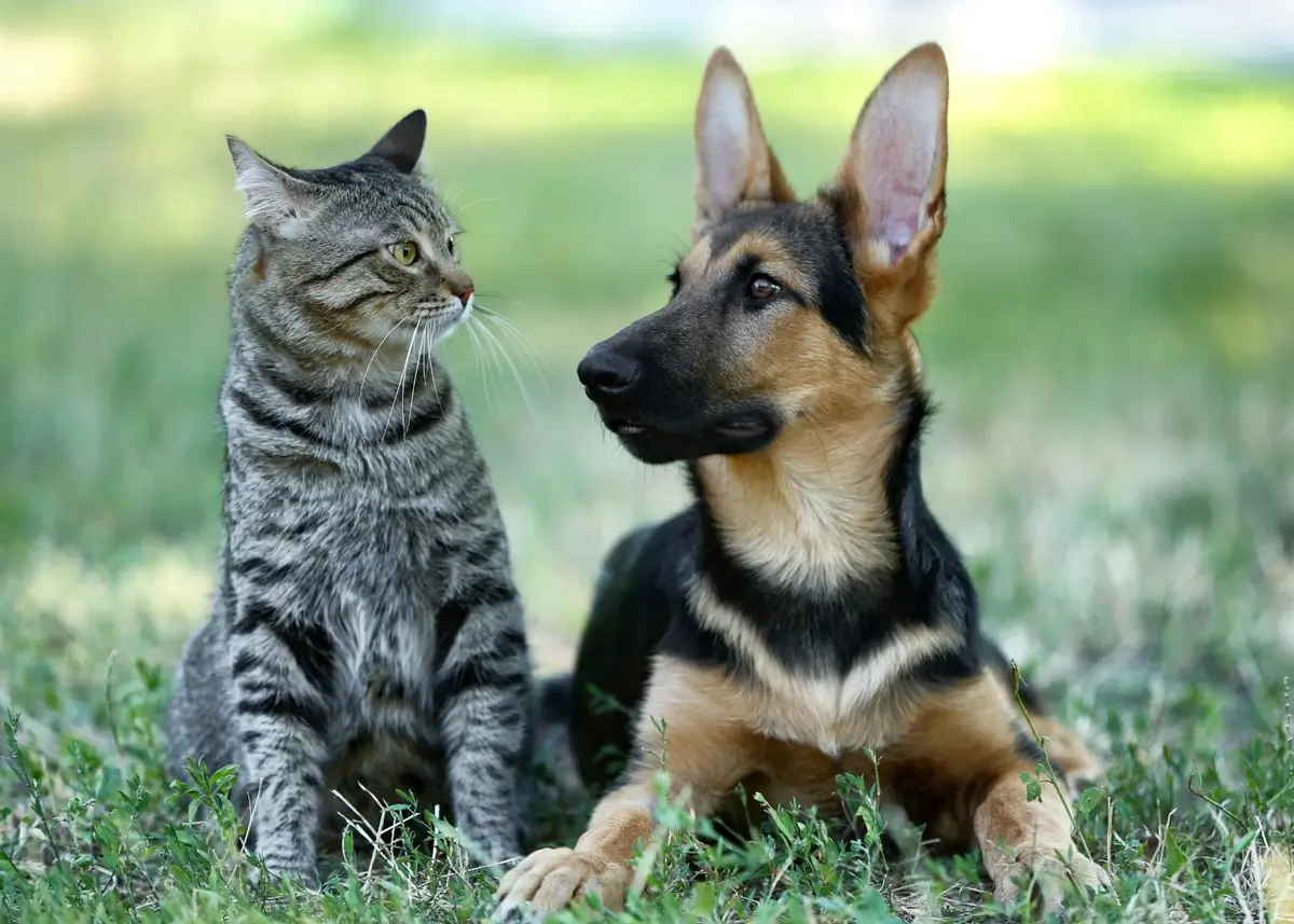 catandgermanshepherd (1).webp