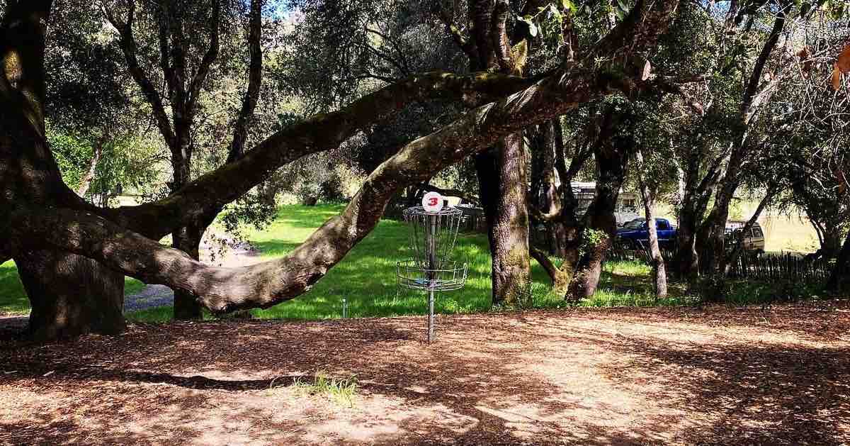 A disc golf basket under a mature, twisting tree
