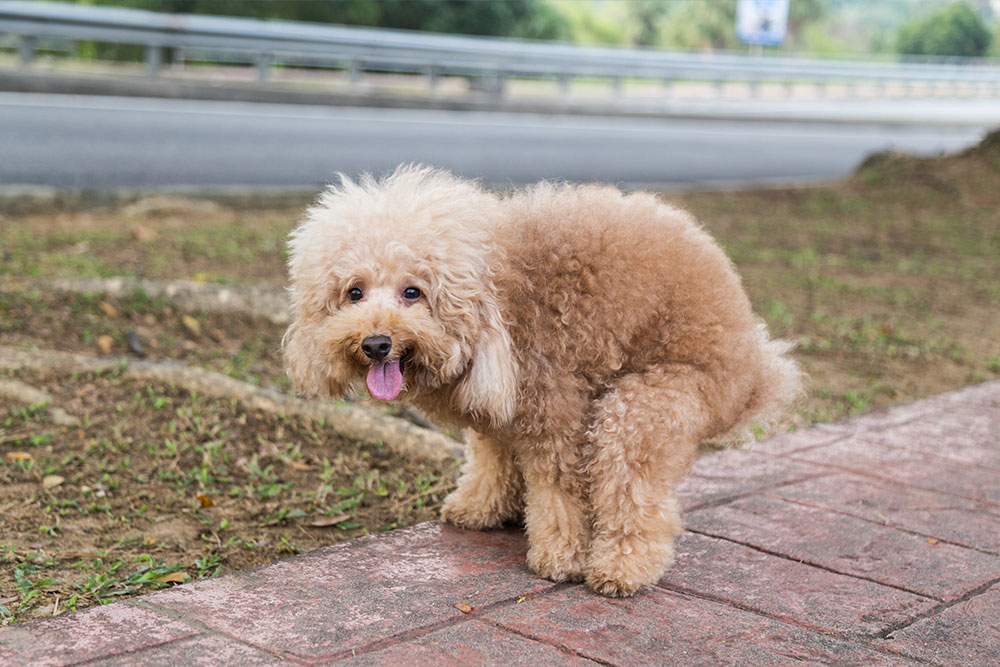 Adult dog pooping in hot sale house