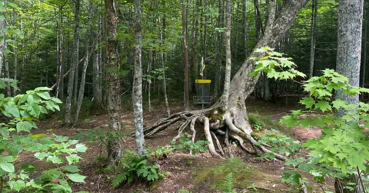 A disc golf basket near a web of exposed tree roots