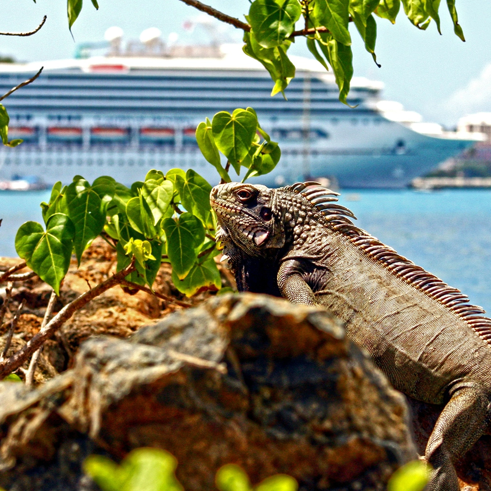 Iguana_SunBathing.webp